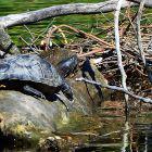 Schildkröten auf Baumstamm im Wasser