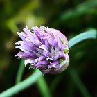 Schnittlauch (Allium schoenoprasum)