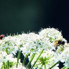 Biene und Marienkäfer auf Bärenklau