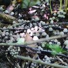 Kleine Weiße Pilze