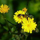 Biene an gelben Blüten