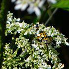 Gefleckter Schmalbock (Rutpela maculata)