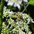 Gefleckter Schmalbock (Rutpela maculata)