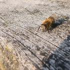 Biene auf Balken