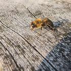Biene auf Balken