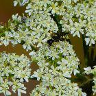 Wespe und Roter Weichkäker auf weißen Blüten