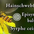 Hainschwebfliege / Marmalade Hoverfly / Syrphe ceinturé
