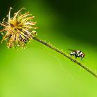 Fliege auf Pflanzenstengel