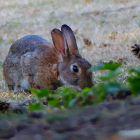 Kaninchen zwischen Zapfen