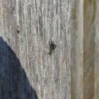 Spinne mit Fliege als Beute
