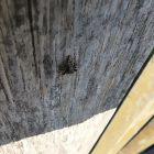 Spinne mit Fliege als Beute