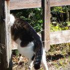 Katze durchsteigt Holzzaun