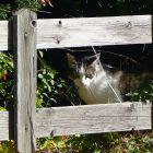 Katze hinter Holzzaun