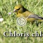 Chloris chloris