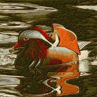 Mandarin duck (Mandarinente)
