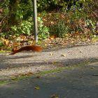 Eichhörnchen auf Gehweg