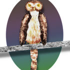 Northern Pygmy Owl (Rocky-Mountains-Sperlingskauz)