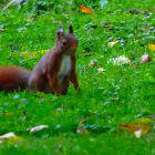 Eichhörnchen im Gras