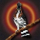 Ornate Hawk-Eagle (Prachthaubenadler)