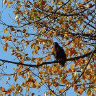 Greifvogel zwischen Herbstblättern