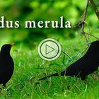 Amseln / Blackbirds / Merles