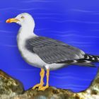 Yellow-legged Gull (Mittelmeermöwe)