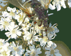 Igelfliege auf weißen Blüten