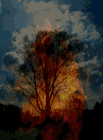 Brennender Baum