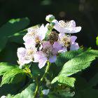 Bienen auf Brombeerblüten