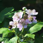 Bienen auf Brombeerblüten