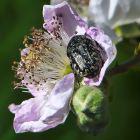 Trauer-Rosenkäfer (Oxythyrea funesta) auf Brombeerblüte