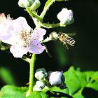Bienen an Brombeerblüten