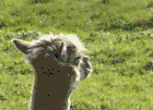 Alpaka schüttelt den Kopf