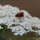 Rote Weichkäfer (Rhagonycha fulva) bei der Paarung auf weißen Blüten