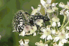 Trauer-Rosenkäfer (Oxythyrea funesta) bei der Paarung