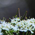 Heuschrecke auf weißen Blüten