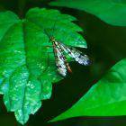 Skorpionsfliege auf grünem Blatt
