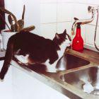 Katze am Wasserhahn