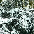 Schnee am Zweigen
