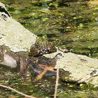Frosch auf Totholz im Wasser