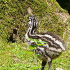 Emuküken auf Wiese