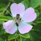 Biene auf rosa Blüte