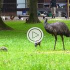 Emuküken / Emu Chicks