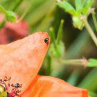 Mohnblume mit Käfer