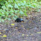 Schildkröte verschwindet im Unterholz