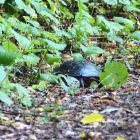 Schildkröte verschwindet im Unterholz