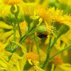 Käfer unter gelber Blüte