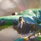 Biene auf grünem Blatt