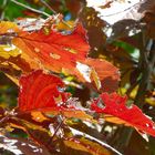 Rote Blätter mit Löchern