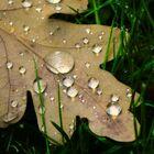Eichenblatt mit Regentropfen